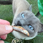 Cat sniffing natural anchovies for dogs and cats rich in omega 3 fish treats